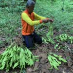Century-old parkia speciosa tree generates 40,000 baht annually | Thaiger