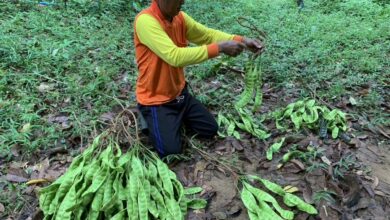 Century-old parkia speciosa tree generates 40,000 baht annually