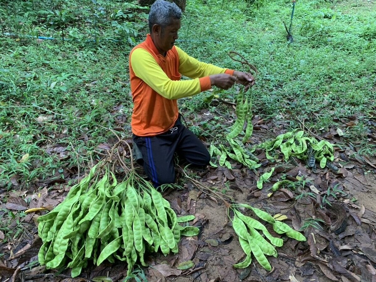 Century-old parkia speciosa tree generates 40,000 baht annually