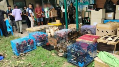 Thai nationals arrested for smuggling wildlife from Indonesia | Thaiger