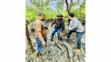 Phuket drug suspect nabbed in mangrove forest hideout