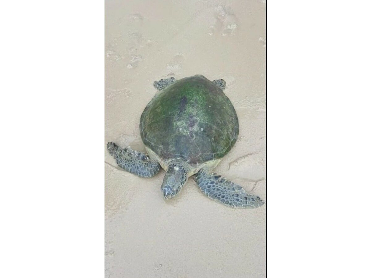 Phuket: Lifeguards rush to save turtle washed ashore in Thalang