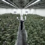 Cannabis chaos: Thailand&#8217;s weed rules you can&#8217;t afford to break | Thaiger