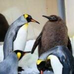 Move over Moo Deng: Penguin Pesto steals the spotlight | Thaiger