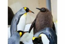 Move over Moo Deng: Penguin Pesto steals the spotlight | Thaiger
