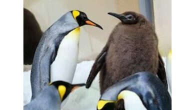 Move over Moo Deng: Penguin Pesto steals the spotlight