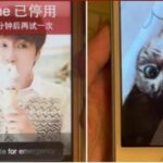 Whisker from the past: Woman unlocks decade-old iPhone for feline memories | Thaiger