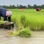 Thai rice export prices hit 14-month low amid weak demand | Thaiger
