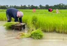 Thai rice export prices hit 14-month low amid weak demand