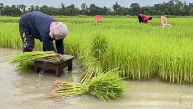 Thai rice export prices hit 14-month low amid weak demand