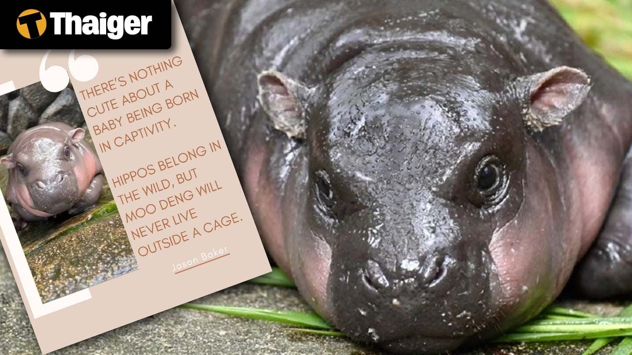 Thailand video news | PETA accuses Thai zoo of exploiting baby hippo Moo Deng for profit, Landslide kills 15 at illegal gold mine in Indonesia