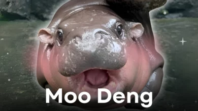 Moo Deng, the little rising star of Thailand right now