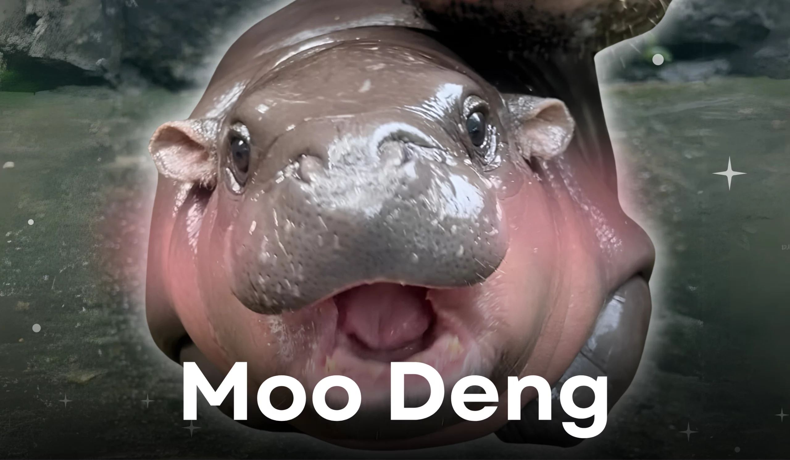 Moo Deng, the little rising star of Thailand right now