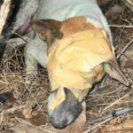 Puppies’ plight: Abandoned dog family found taped and in distress | Thaiger