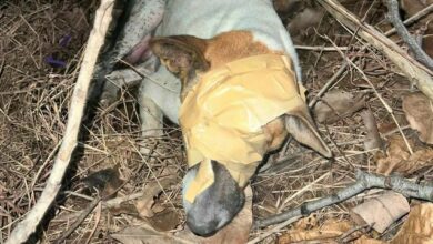 Puppies’ plight: Abandoned dog family found taped and in distress