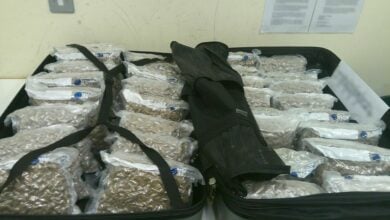 High stakes: British man nabbed in 300kg cannabis smuggling bust