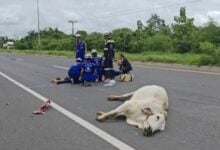 Man dies in collision with cow on Thai road