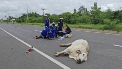 Man dies in collision with cow on Thai road