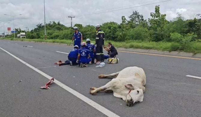 Man dies in collision with cow on Thai road