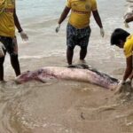 Phuket: Pregnant whale met tragic end due to floating garbage | Thaiger