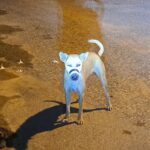 Photos of Pattaya dogs with taped mouths spark cruelty debate | Thaiger