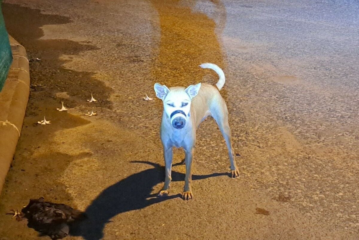 Photos of Pattaya dogs with taped mouths spark cruelty debate