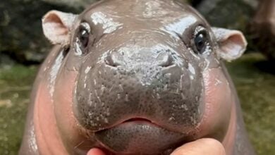 Thailand zoo urges respect for baby pygmy hippo Moo Deng