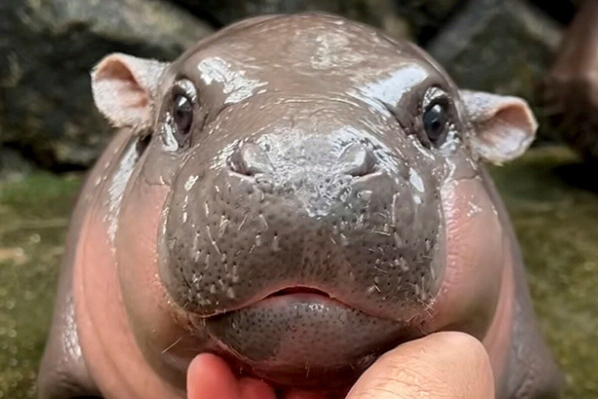 Thailand zoo urges respect for baby pygmy hippo Moo Deng