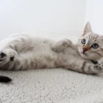 5 must-visit cat cafes in Bangkok (2025) | Thaiger