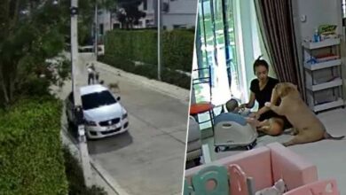 Mother and child narrowly escape attack by two Thai dogs (video)