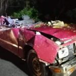 Fallen tree kills one, injures another in Rayong rainstorm | Thaiger