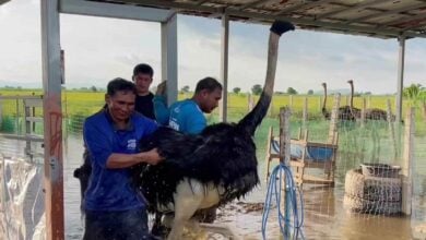 Flooding at Chai Nat farm endangers over 30 ostriches