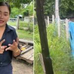 Thai man dies after enduring harassment from illegal chicken farm (video) | Thaiger