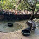 Zoo sees 12,000 visitors daily for baby hippo Moo Deng | Thaiger