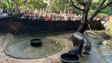 Zoo sees 12,000 visitors daily for baby hippo Moo Deng