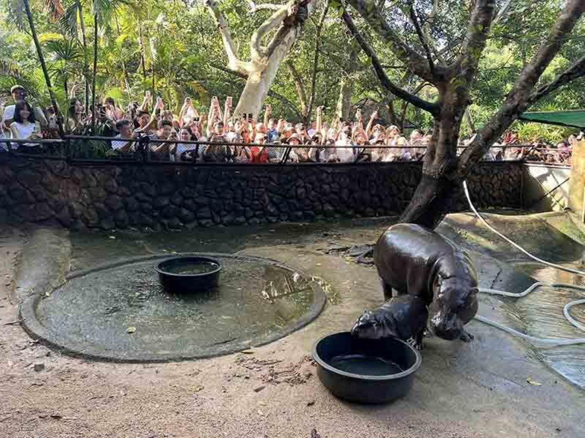 Zoo sees 12,000 visitors daily for baby hippo Moo Deng