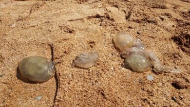 Jellyfish invasion in Pattaya: Beachgoers left feeling stung