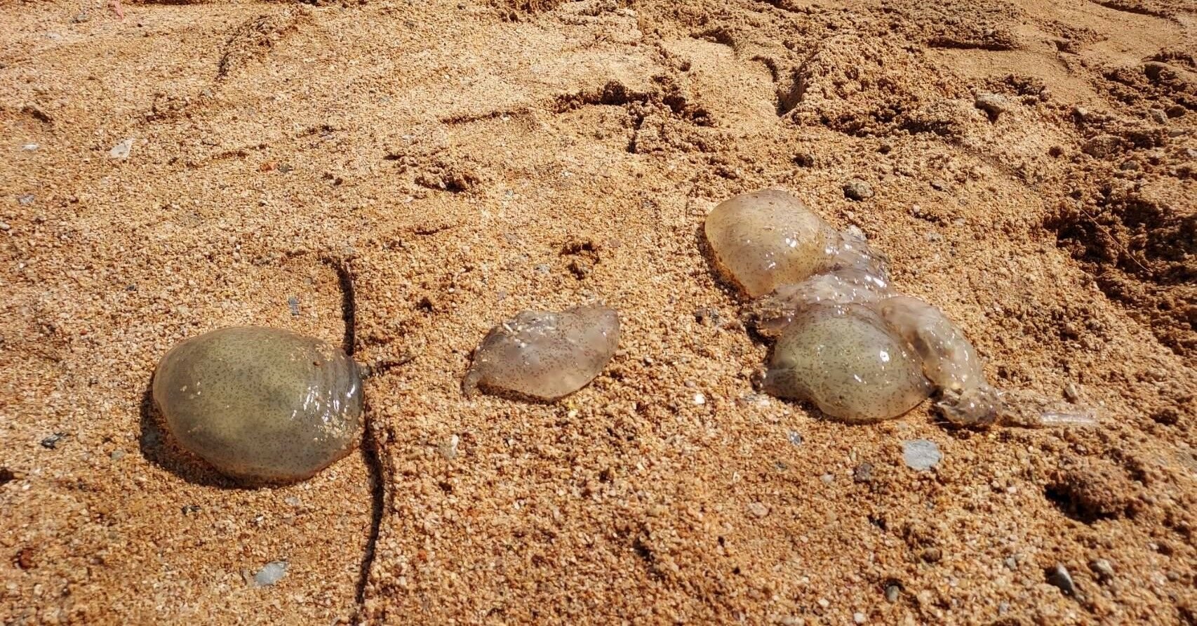 Jellyfish invasion in Pattaya: Beachgoers left feeling stung