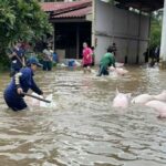 Flood kills 300 pigs at Lampang farm, causes 21 million baht loss | Thaiger