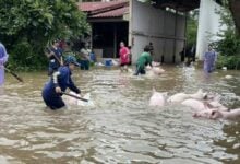 Flood kills 300 pigs at Lampang farm, causes 21 million baht loss