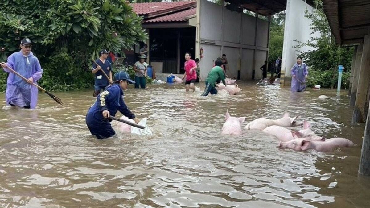 Flood kills 300 pigs at Lampang farm, causes 21 million baht loss