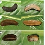 New land slug species discovered in Thailand | Thaiger