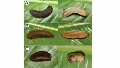 New land slug species discovered in Thailand