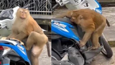 Motorbike mayhem: Monkey wreaks havoc on bike seat in Phuket