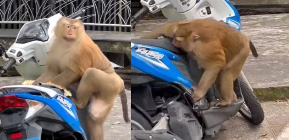 Motorbike mayhem: Monkey wreaks havoc on bike seat in Phuket