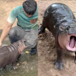 Round-the-clock hippo-cam! Moo Deng&#8217;s 24/7 stream delights fans (video) | Thaiger