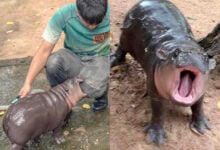 Round-the-clock hippo-cam! Moo Deng’s 24/7 stream delights fans (video)