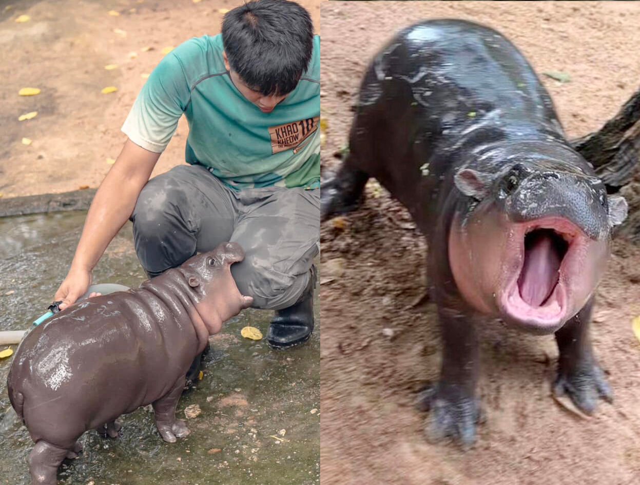 Round-the-clock hippo-cam! Moo Deng’s 24/7 stream delights fans (video)