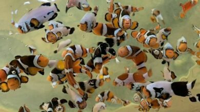 Nemo’s profit party: Clownfish breeding makes 1 million baht splash