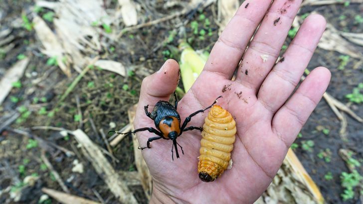 Beetle mania: Thailand sago beetles set to crawl onto global menus | News by Thaiger